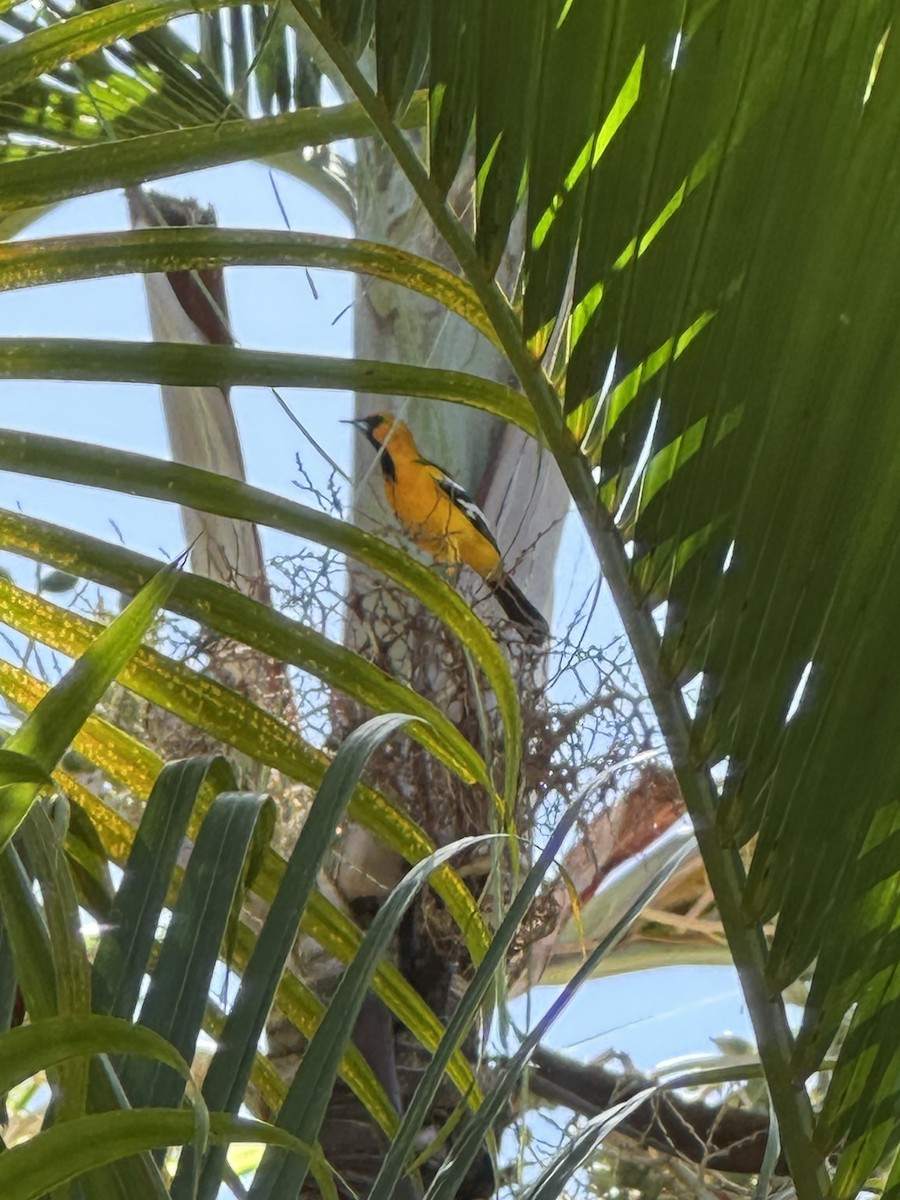 Oriole à dos rayé - ML647692167