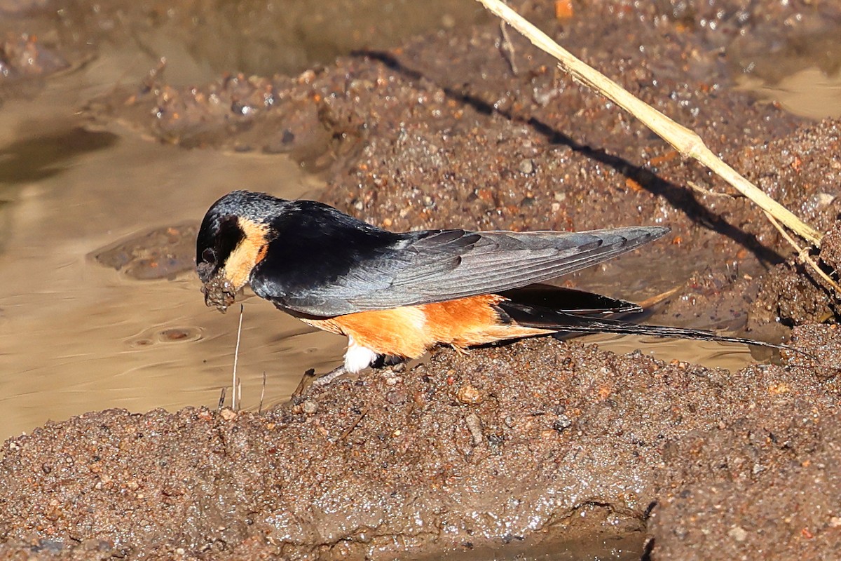 Hirondelle à ventre roux - ML647692168