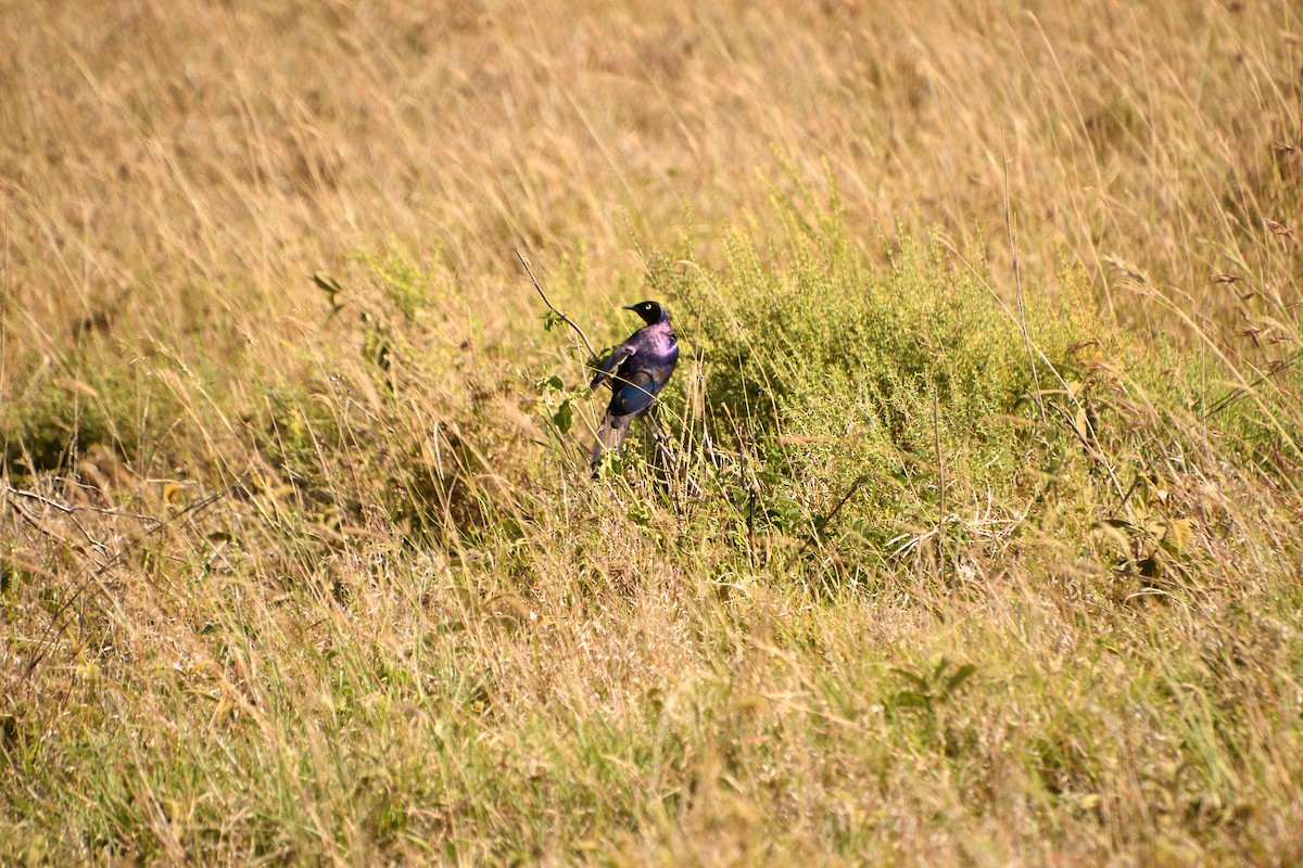 Choucador de Rüppell - ML647692169