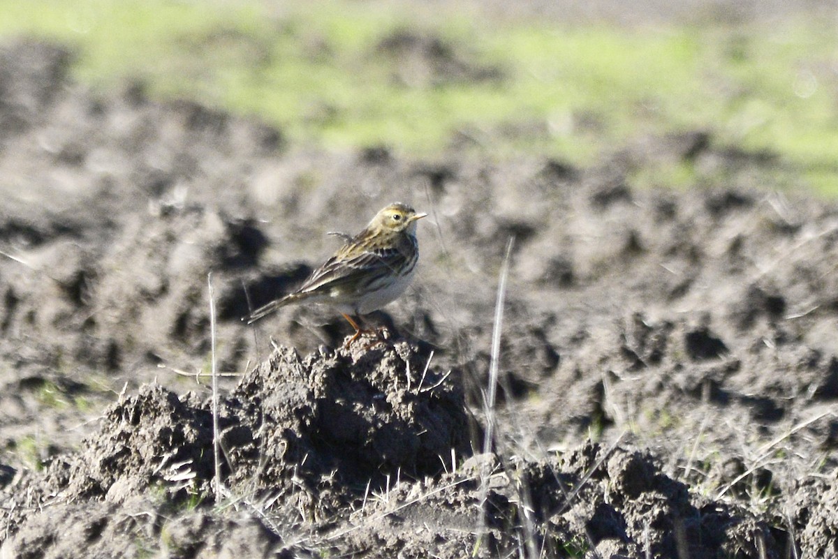 Pipit farlouse - ML647692171