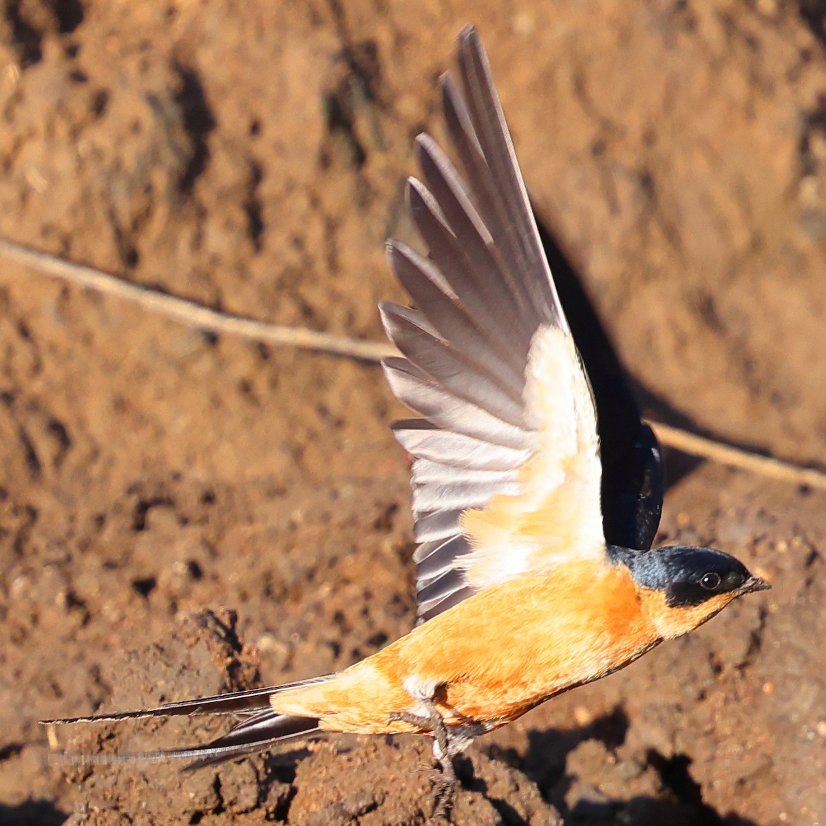 Hirondelle à ventre roux - ML647692176