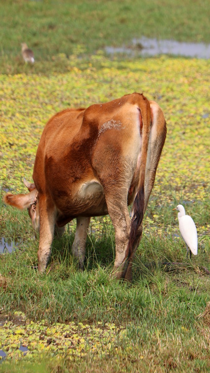 Héron de Coromandel - ML647692178