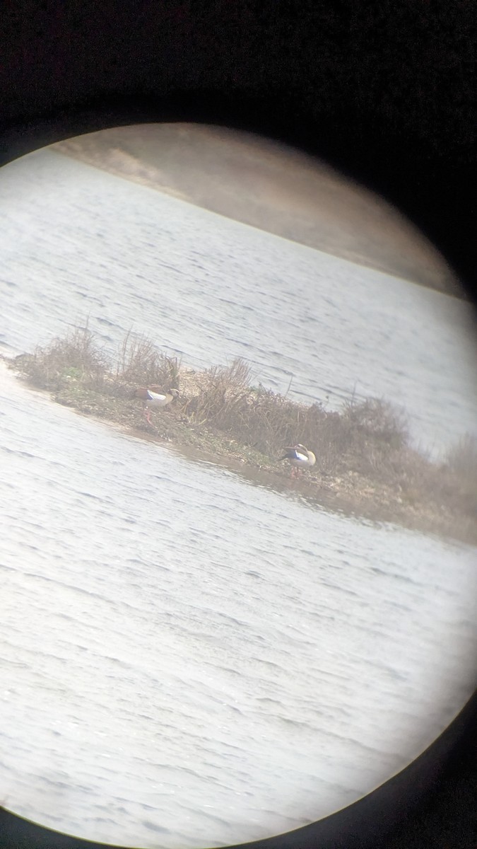 Ouette d'Égypte - ML647692179