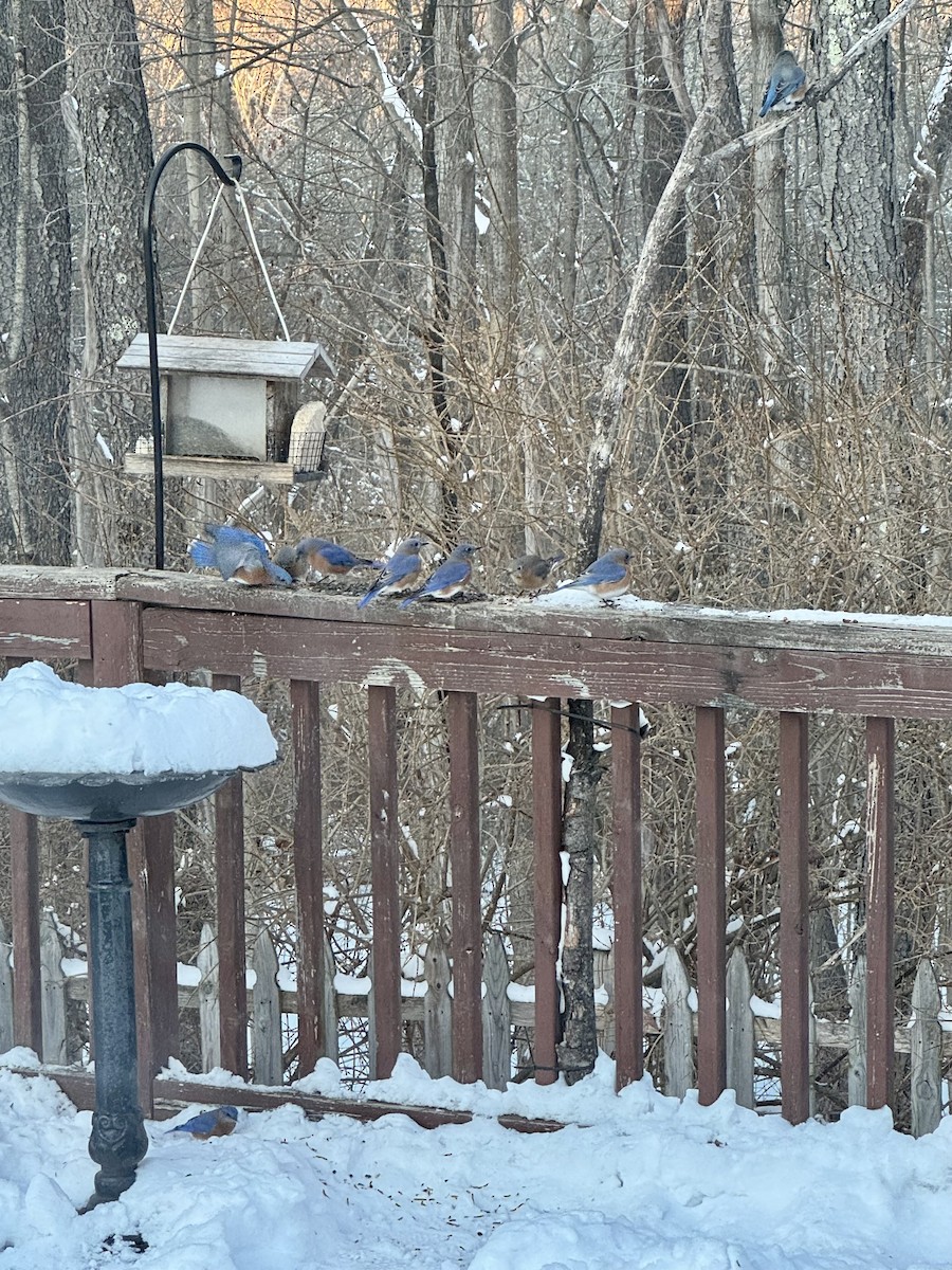 Merlebleu de l'Est - ML647692180