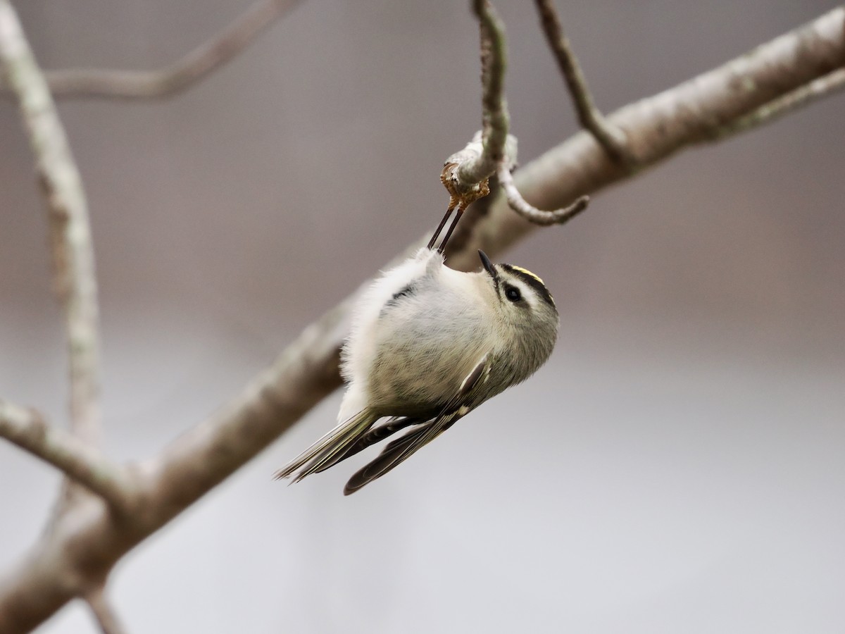 Roitelet à couronne dorée - ML647692181