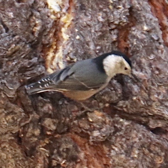 Sittelle à poitrine blanche (groupe lagunae) - ML647692192