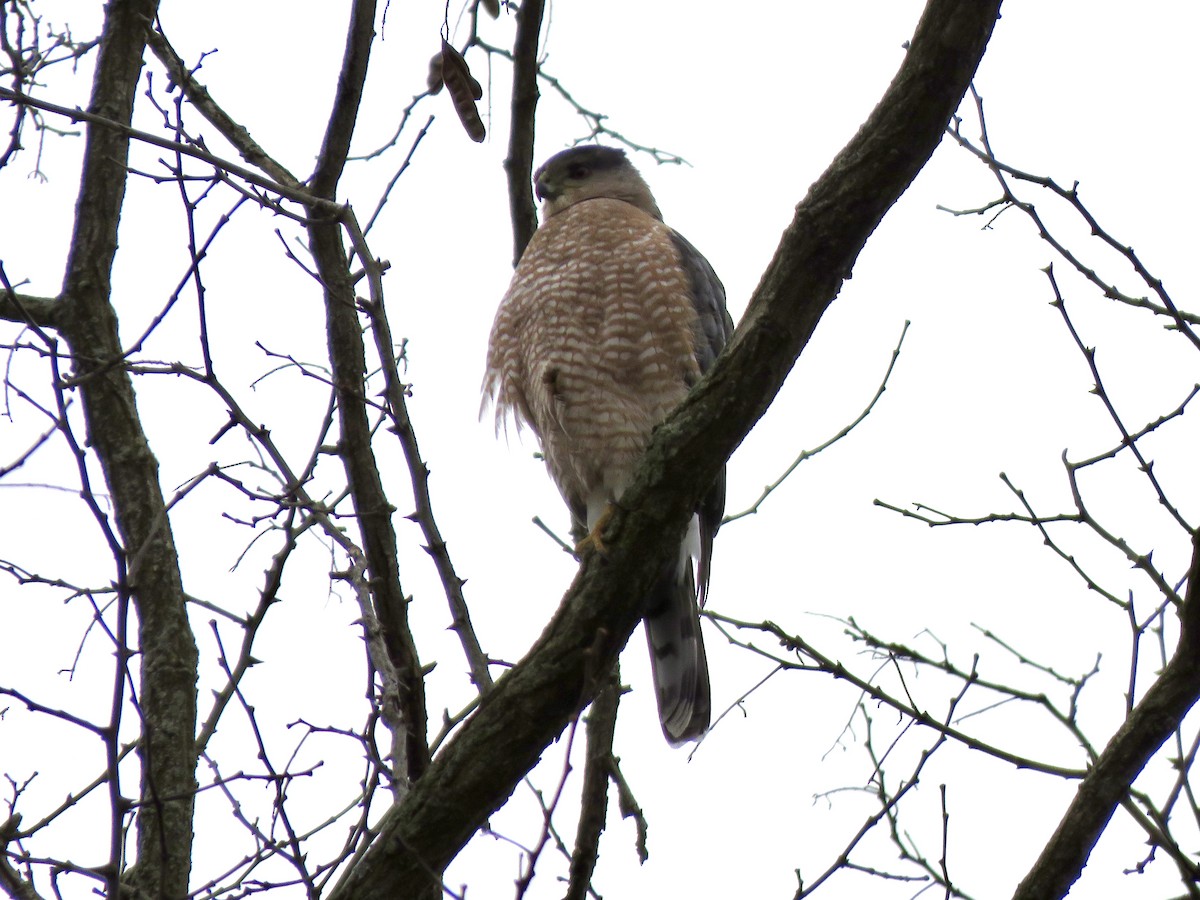 Épervier de Cooper - ML647692193