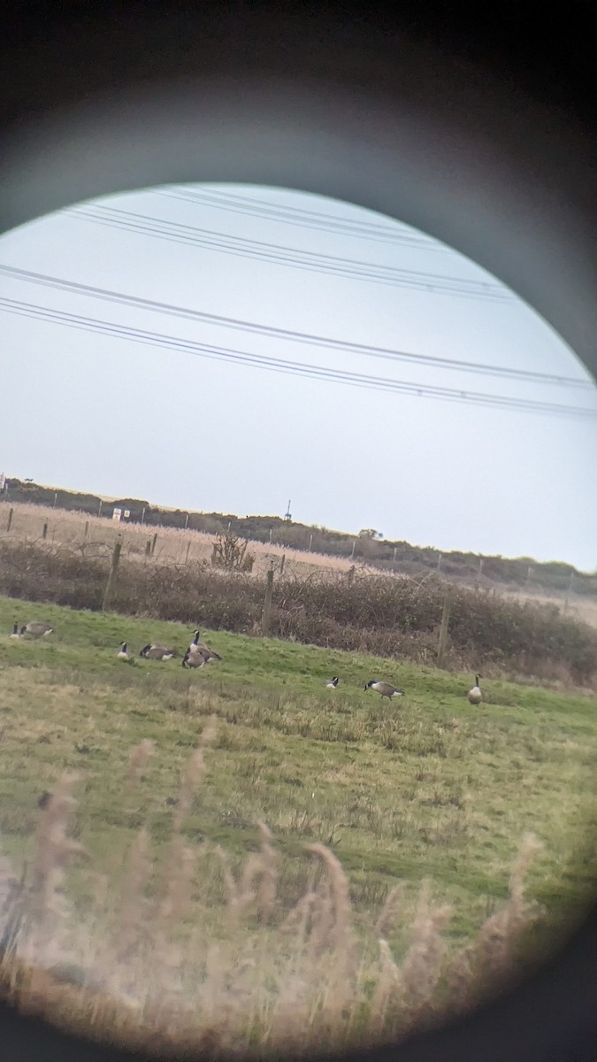 Bernache du Canada - ML647692194