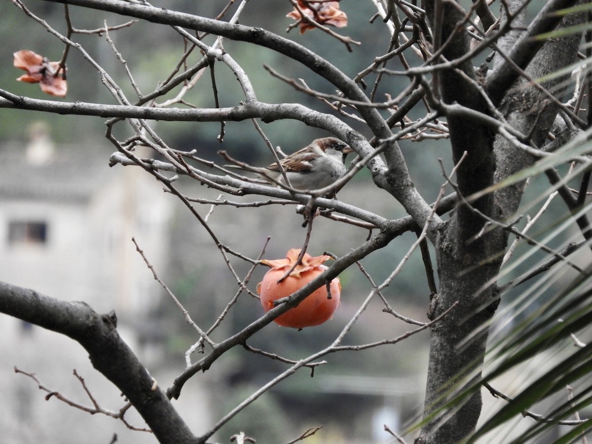 Moineau domestique - ML647692198