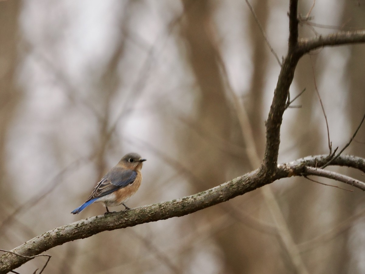 Merlebleu de l'Est - ML647692209