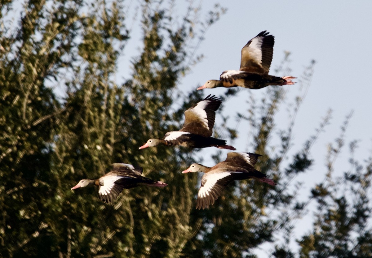 Dendrocygne à ventre noir - ML647692214