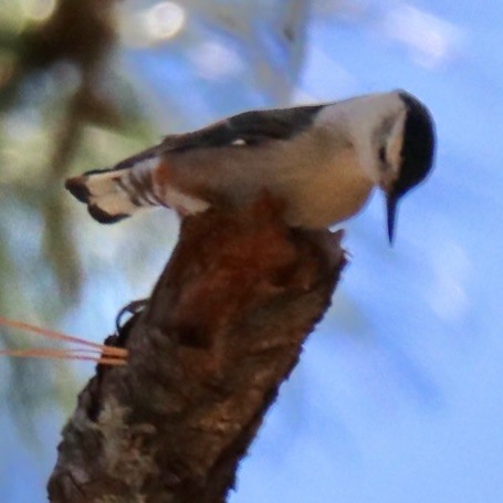 Sittelle à poitrine blanche (groupe lagunae) - ML647692215