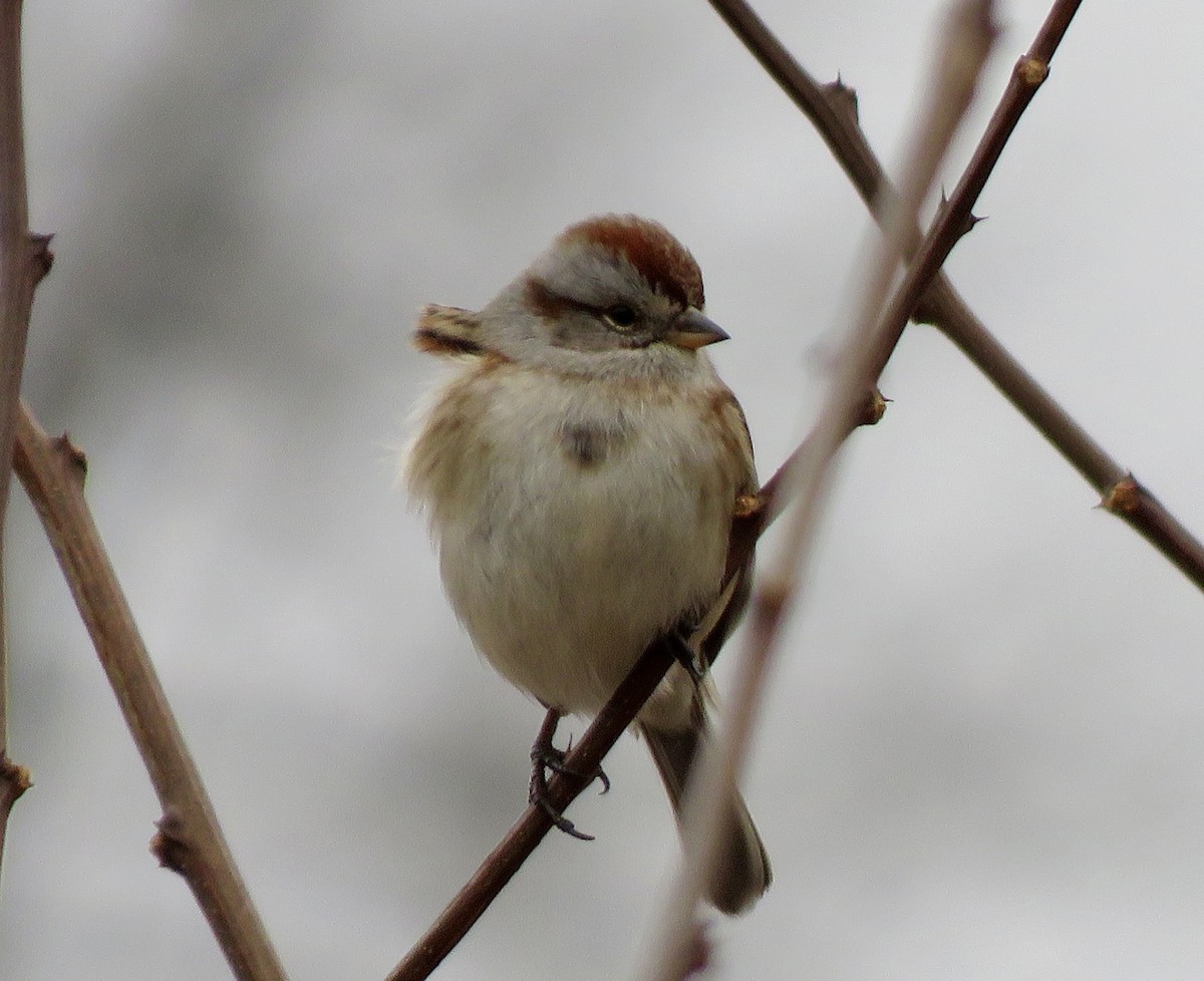 American Tree Sparrow - ML647692217