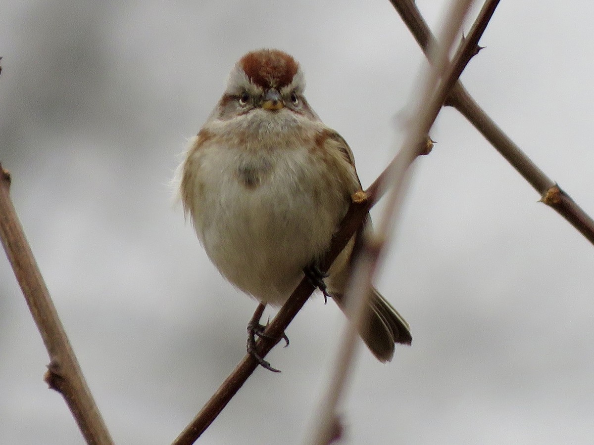 American Tree Sparrow - ML647692218