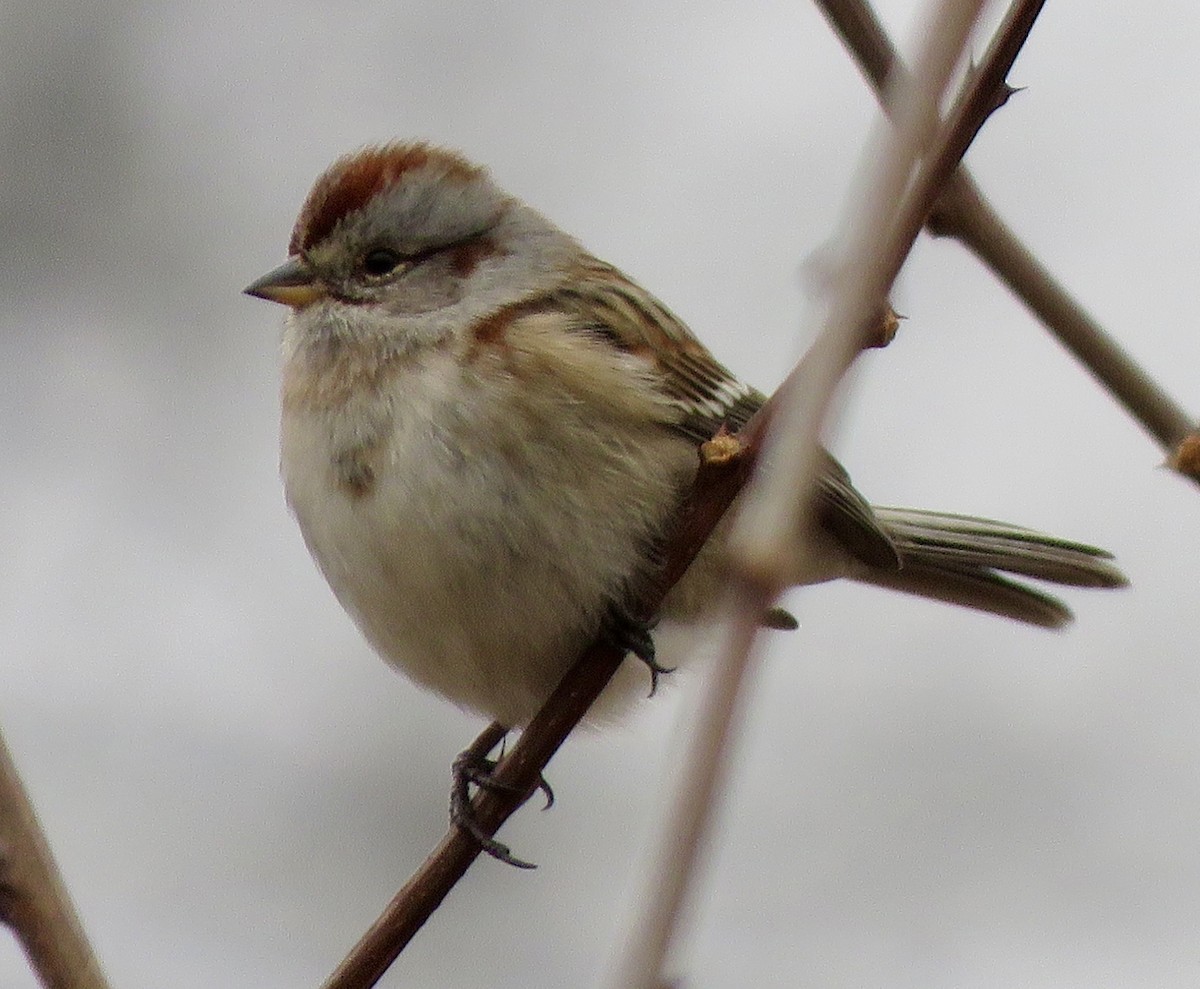American Tree Sparrow - ML647692219