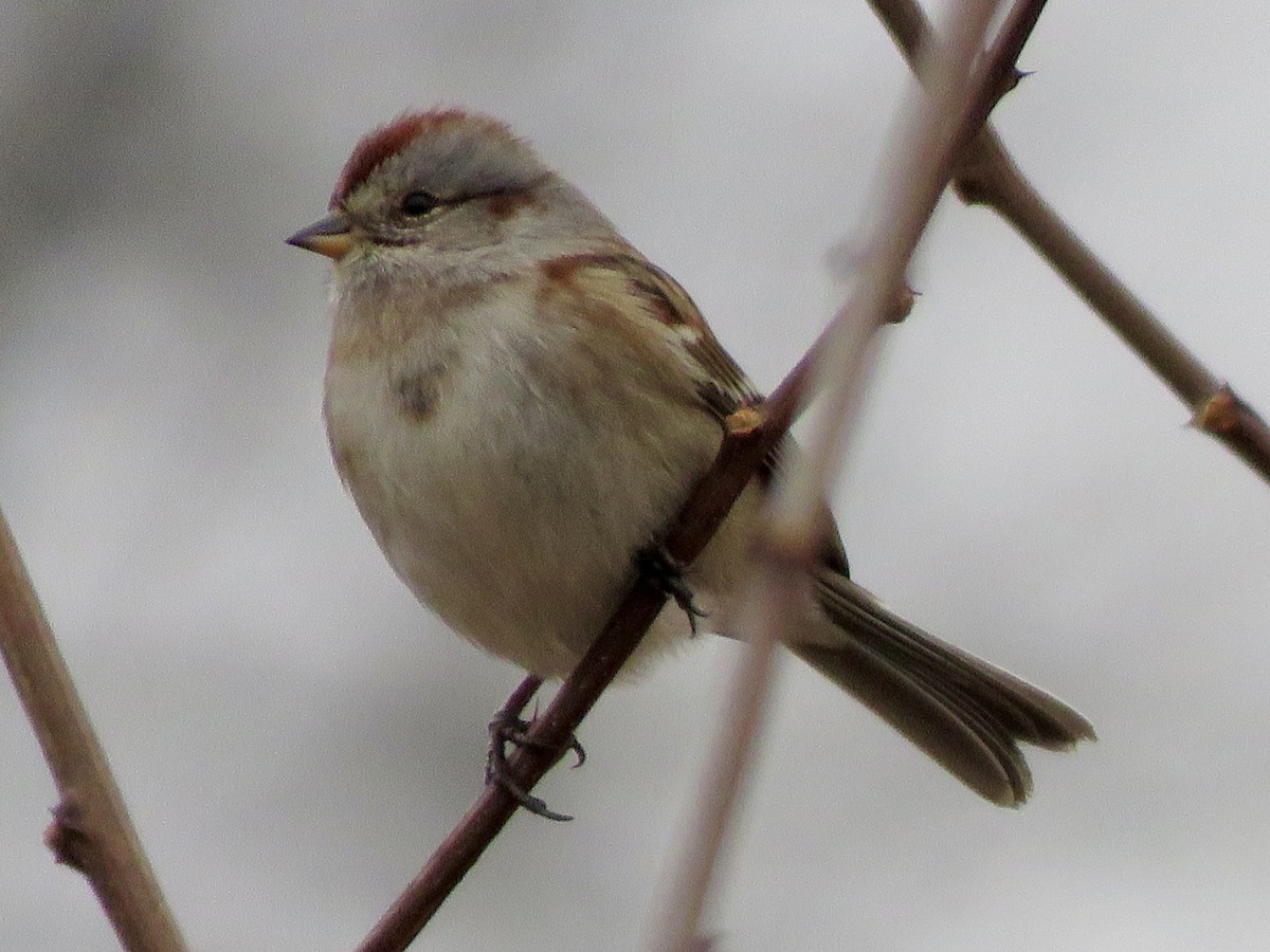 American Tree Sparrow - ML647692220