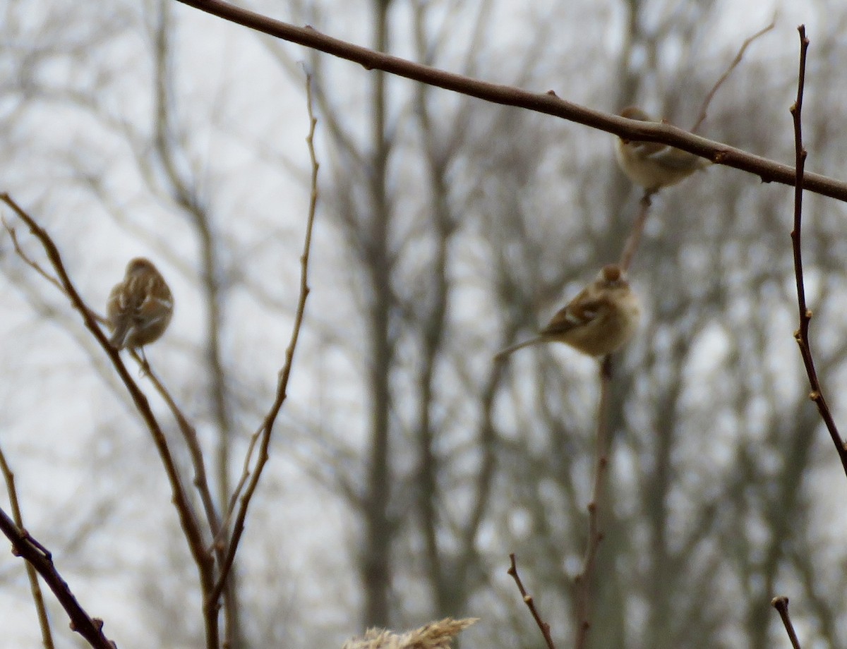 American Tree Sparrow - ML647692221