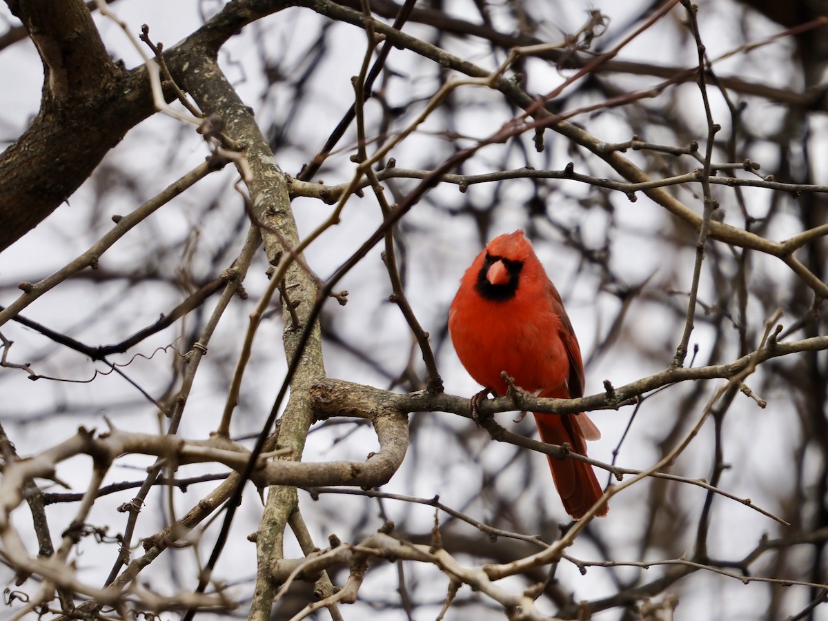 Cardinal rouge - ML647692233