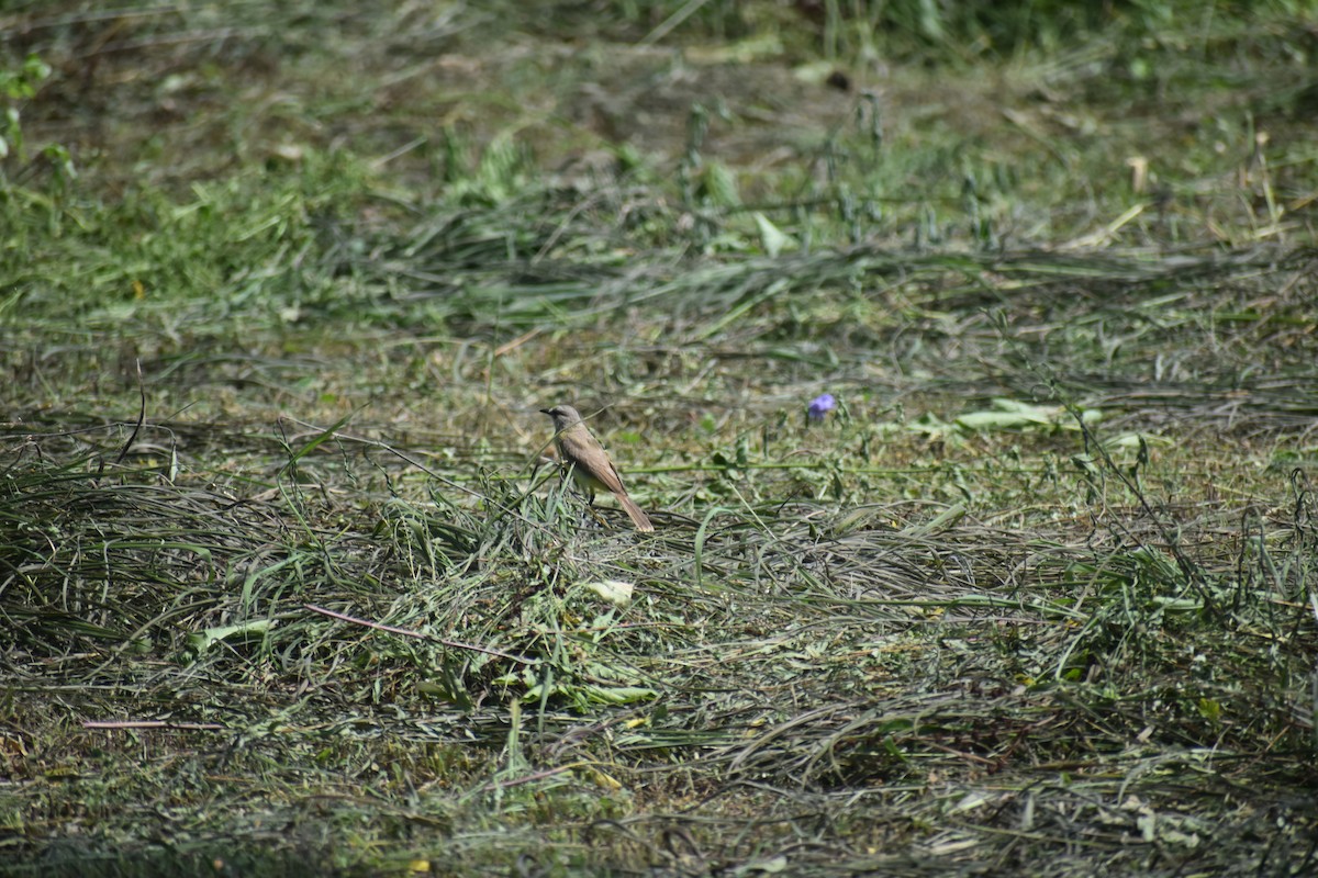 Cattle Tyrant - ML647692241