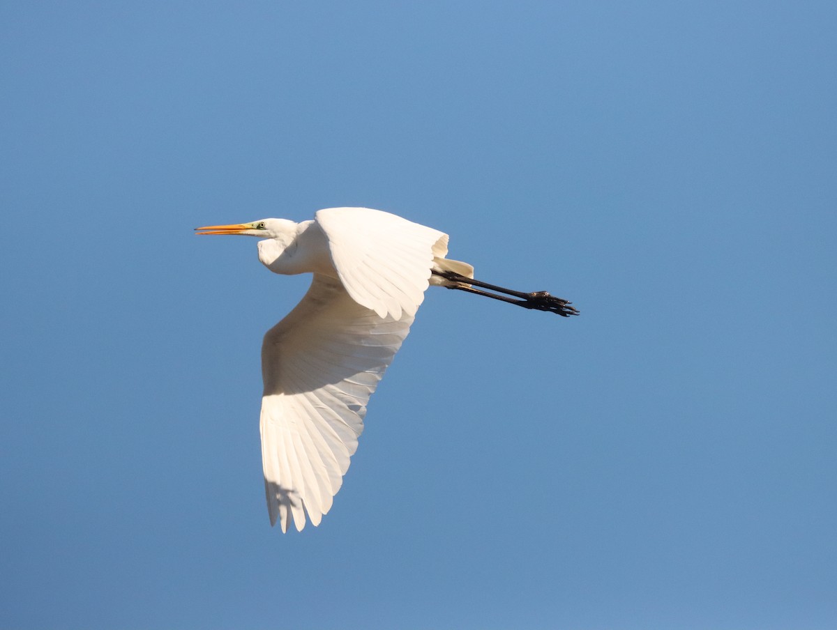 Garceta Grande - ML647692250