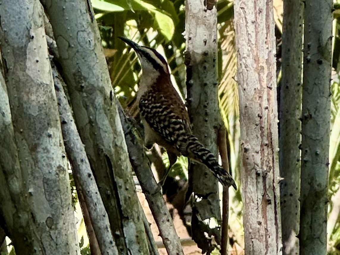 Rufous-backed Wren - ML647692251