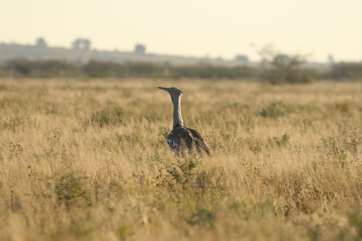 Kori Toyu - ML647692285