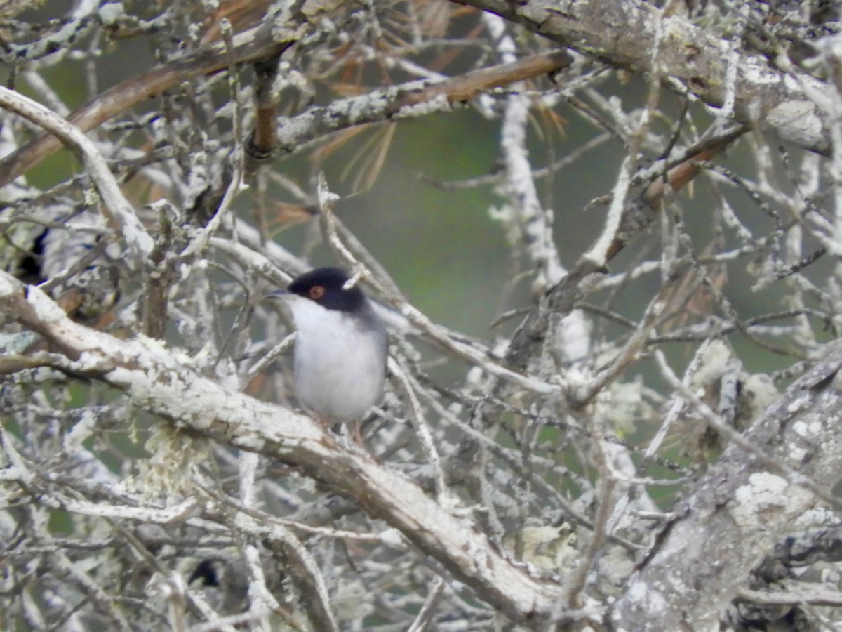Sardinian Warbler - ML647692294