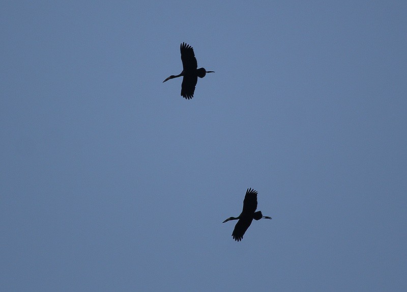 African Openbill - ML647692297