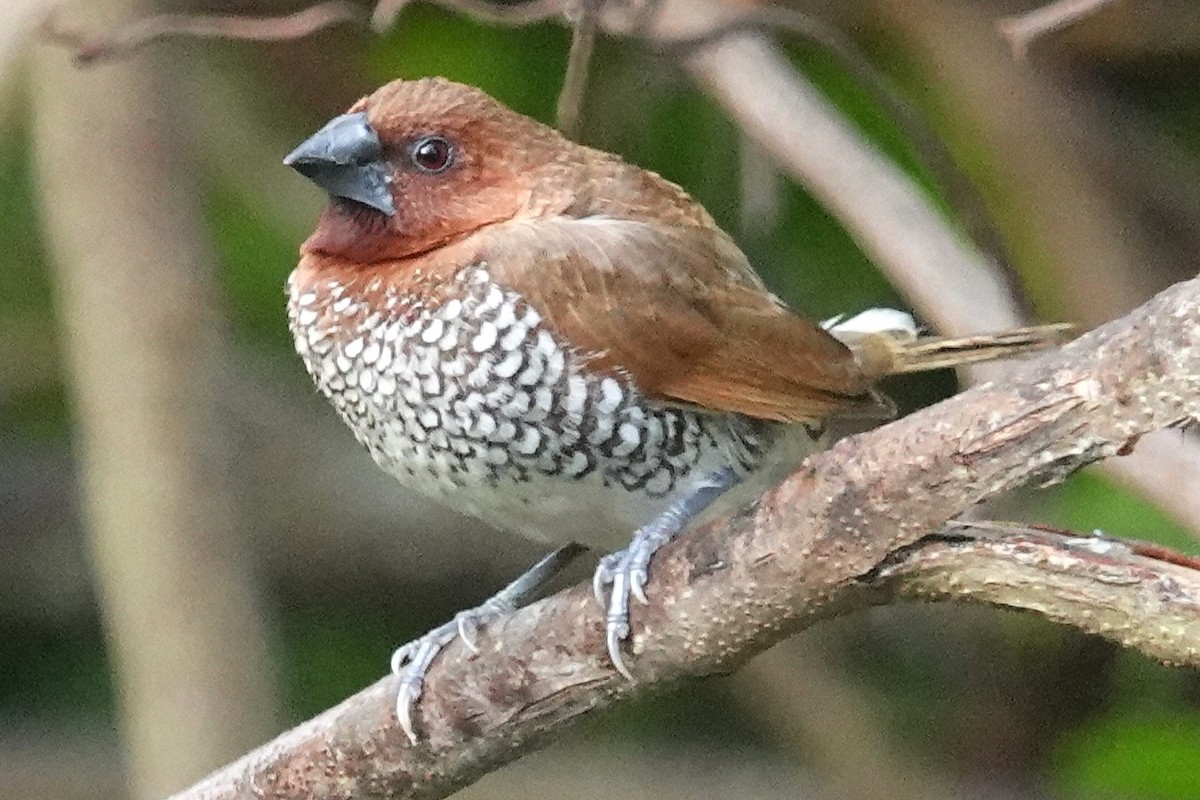 eBird Checklist - 28 Dec 2025 - 3855 3rd Avenue West, Palmetto, Florida ...