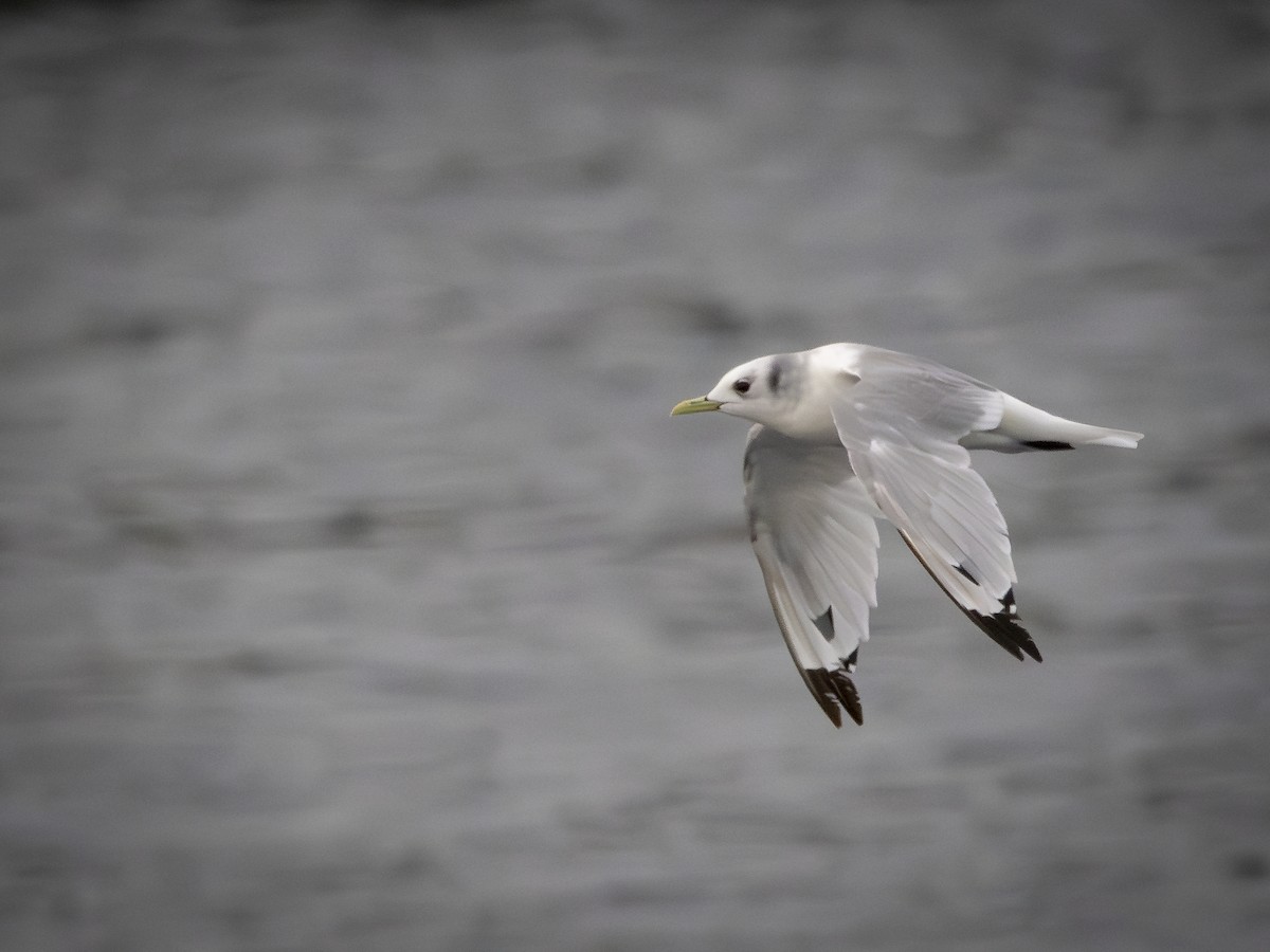 Black-legged Kittiwake - ML647692304