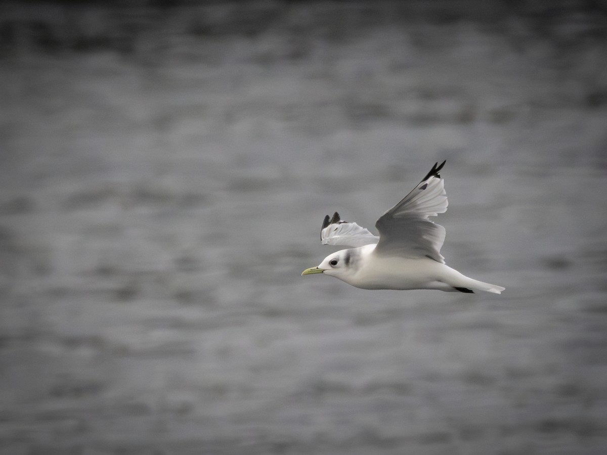 Black-legged Kittiwake - ML647692305