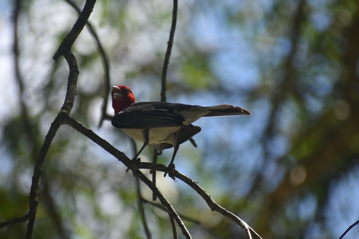Red-crested Cardinal - ML647692307