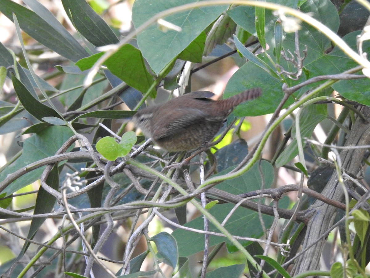 ミソサザイ - ML647692319