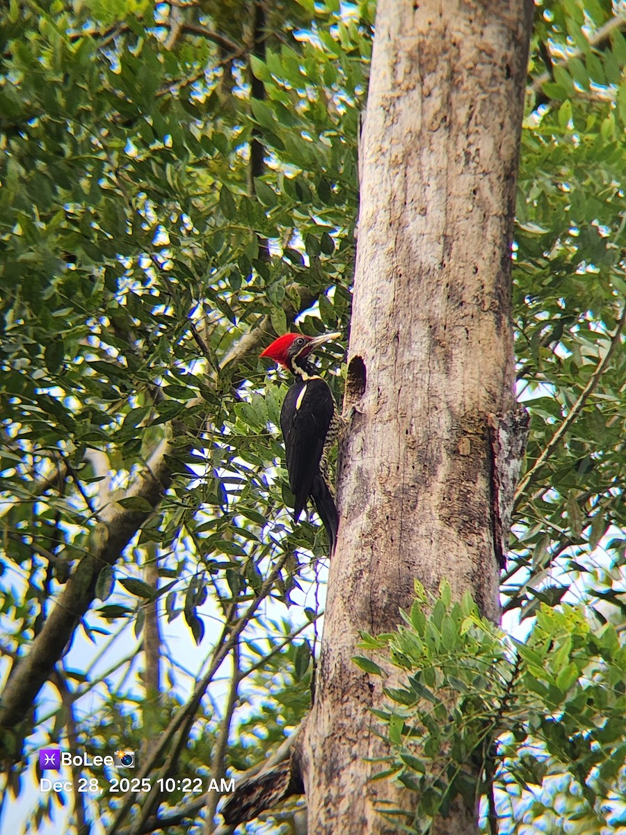 Lineated Woodpecker - ML647692323