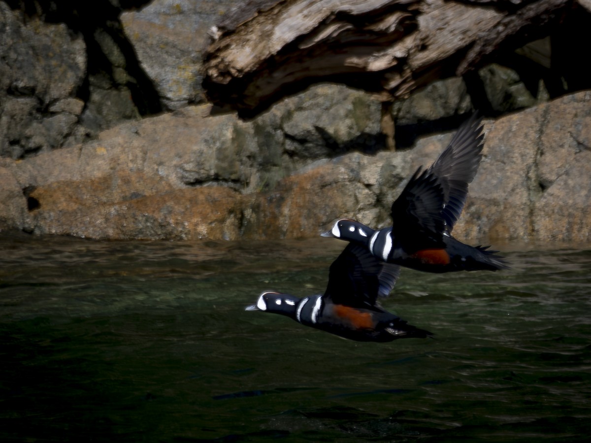 Palyaço Ördeği - ML647692324