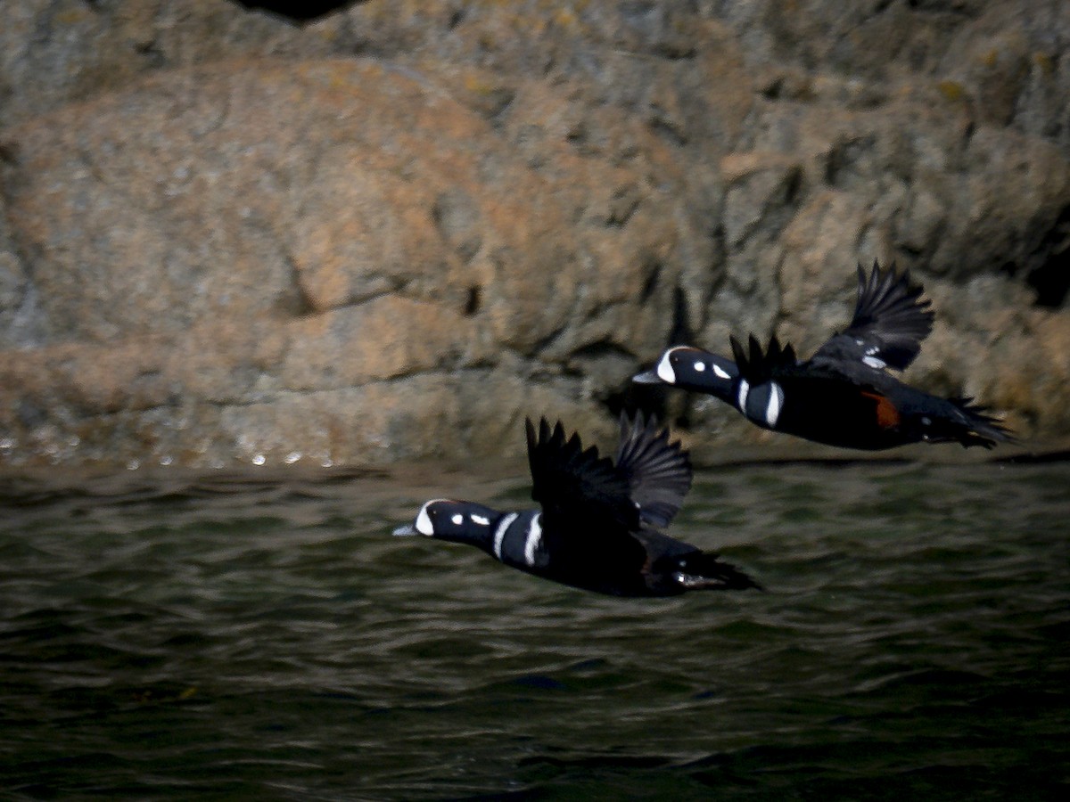 Palyaço Ördeği - ML647692325