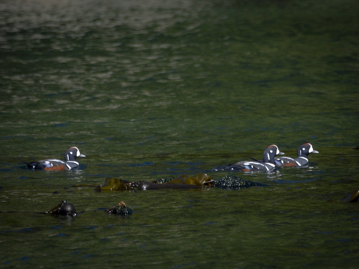 Palyaço Ördeği - ML647692326