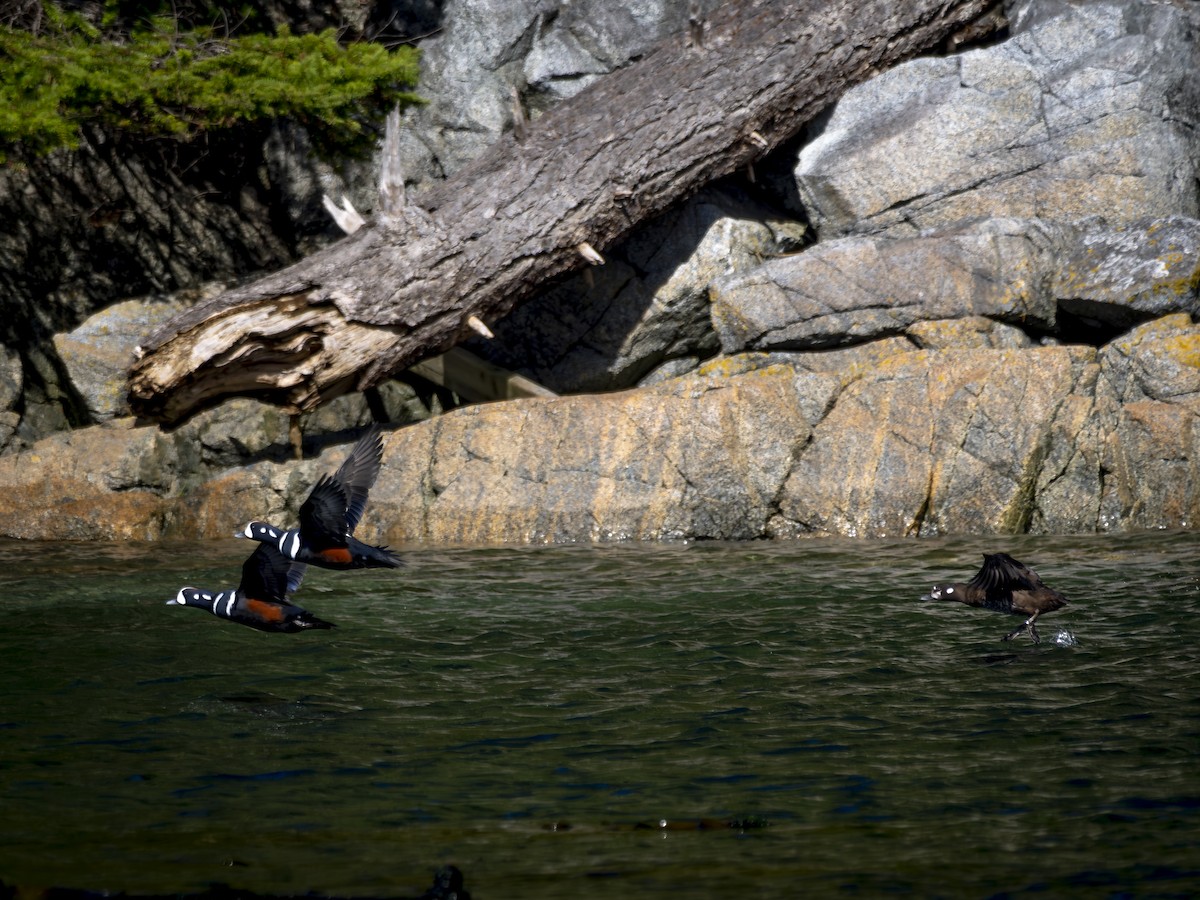 Palyaço Ördeği - ML647692327