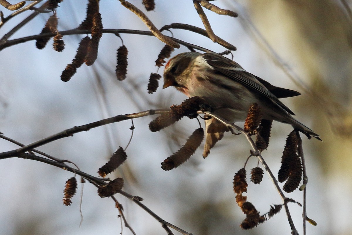 Pardillo Sizerín (alpino) - ML647692398