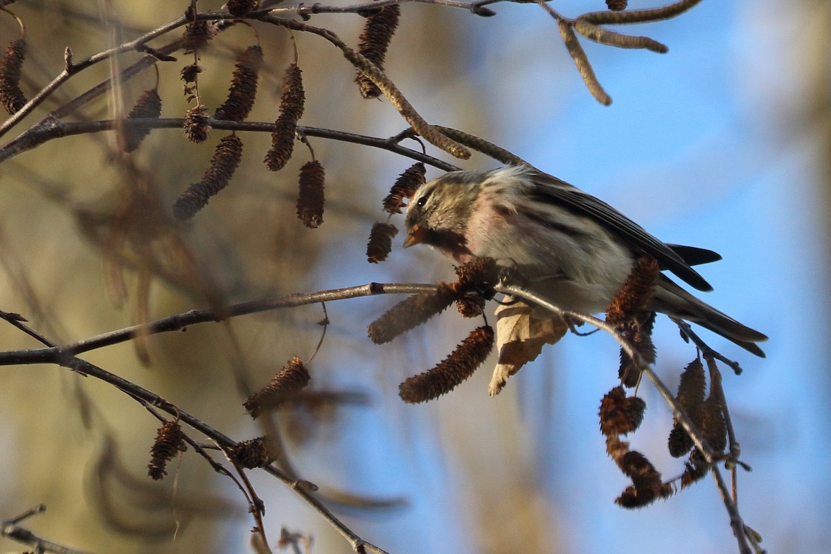 Pardillo Sizerín (alpino) - ML647692399