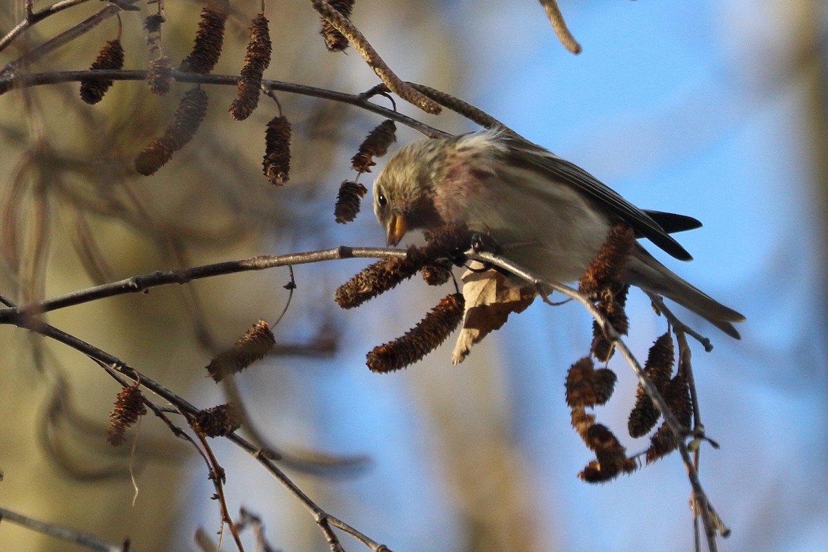 Pardillo Sizerín (alpino) - ML647692400