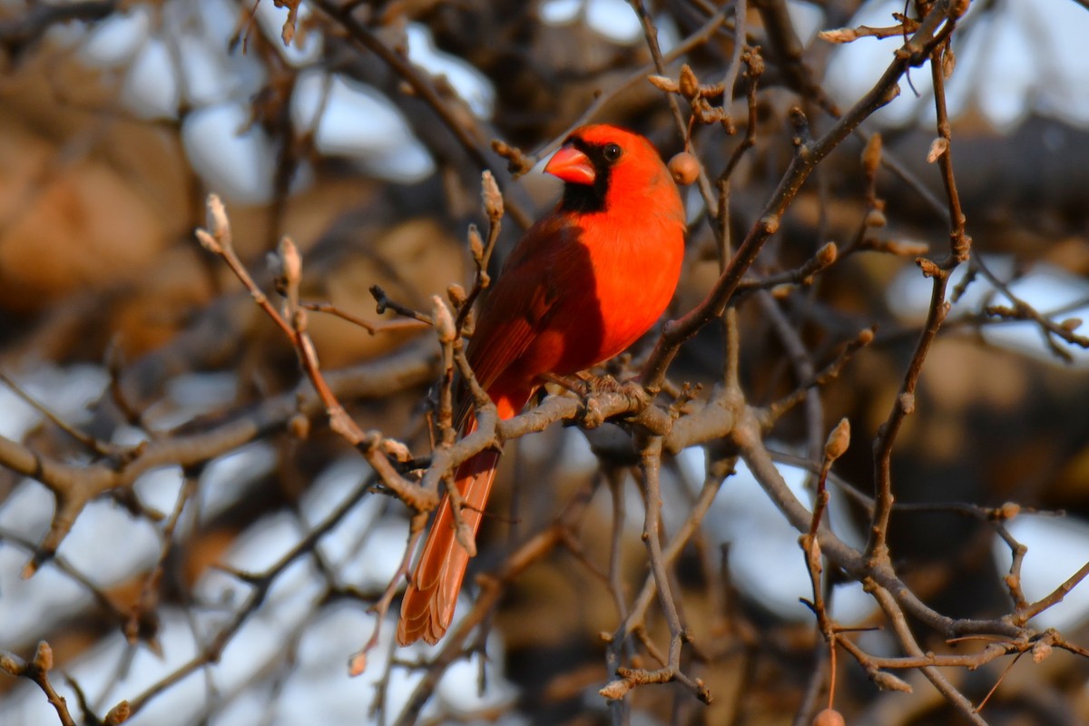 Cardinal rouge - ML647692405