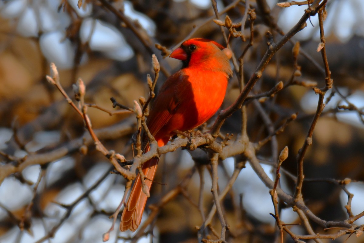 Cardinal rouge - ML647692407
