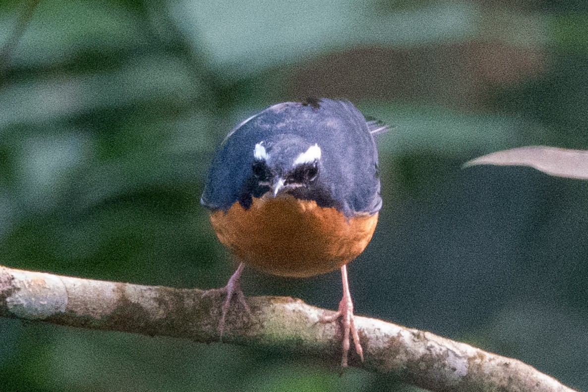 Indian Blue Robin - ML647692423