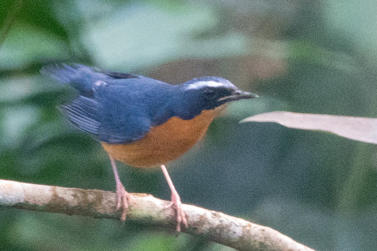 Indian Blue Robin - ML647692424