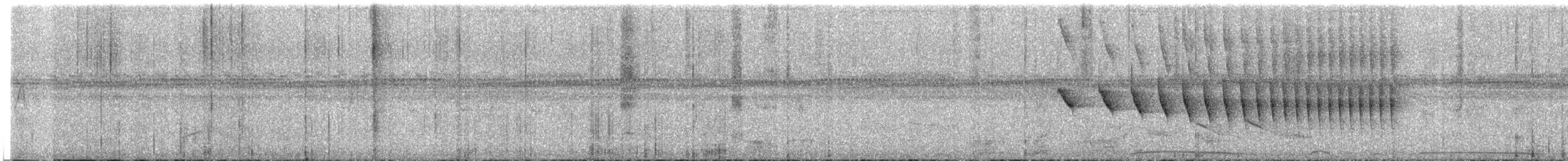 Dusky-tailed Antbird - ML647692452