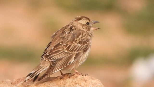 Rock Sparrow - ML647692514