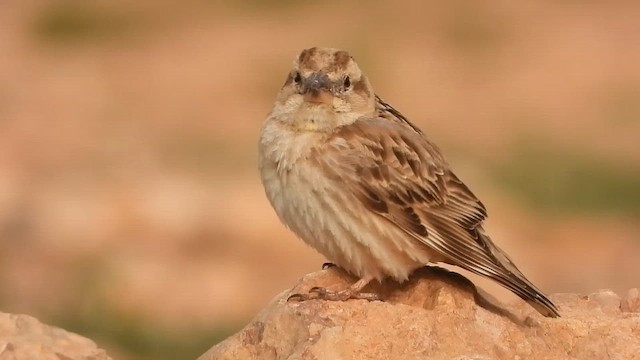 Rock Sparrow - ML647692515