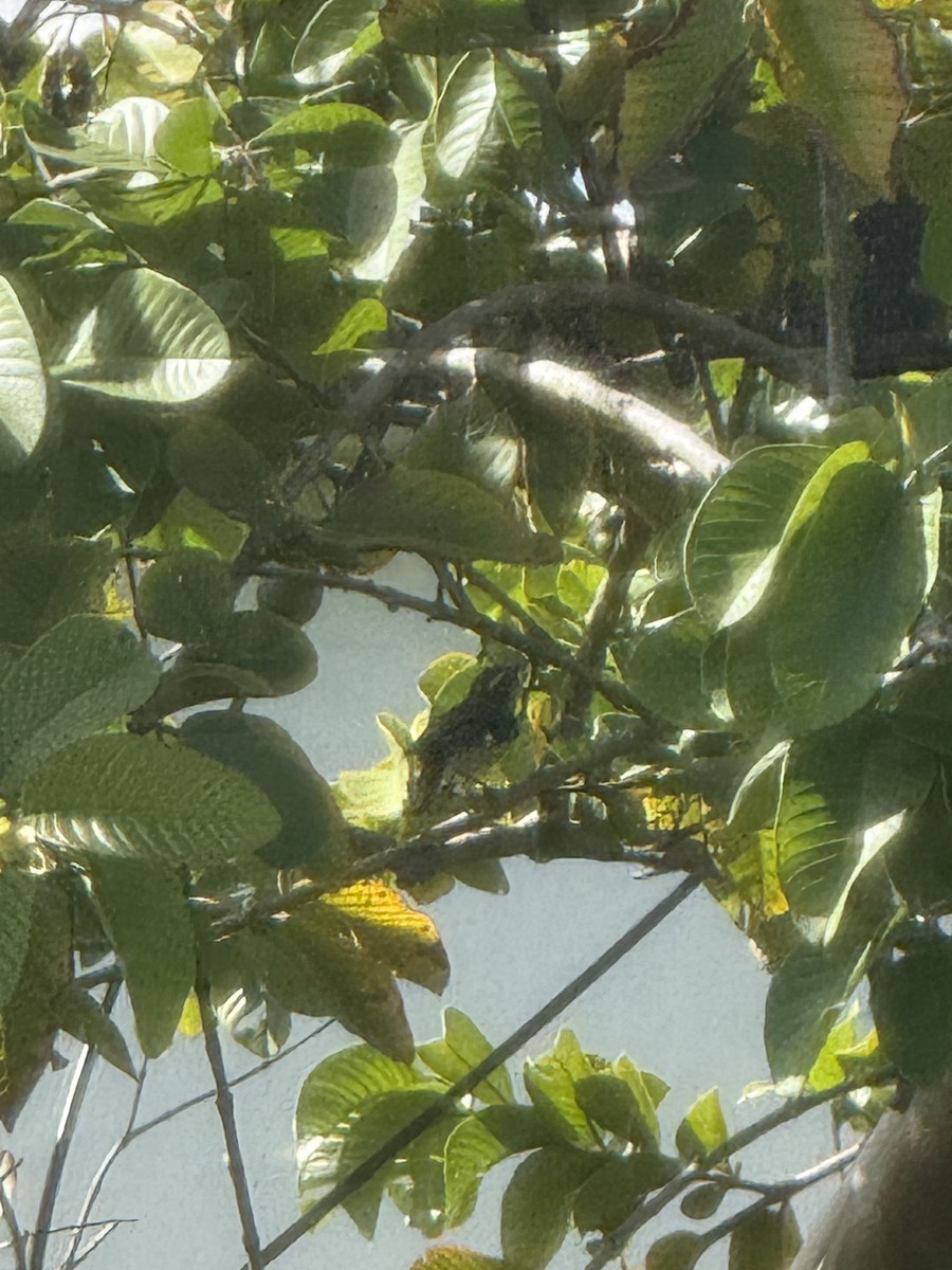 Bananaquit (Puerto Rico) - ML647692569