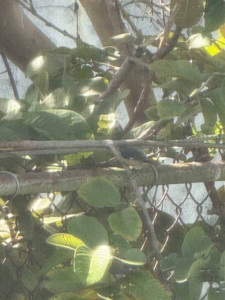 Bananaquit (Puerto Rico) - ML647692572